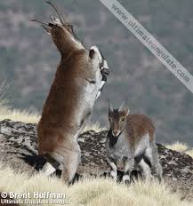 Attēlu rezultāti vaicājumam “Capra”