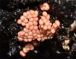 Attēlu rezultāti vaicājumam “Trichia contorta sessile”