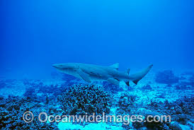 Image result for Nebrius ferrugineus