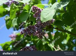 Attēlu rezultāti vaicājumam “Syringa vulgaris fruit”
