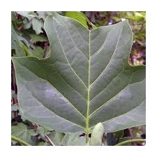 Attēlu rezultāti vaicājumam “Liriodendron tulipifera leaf”