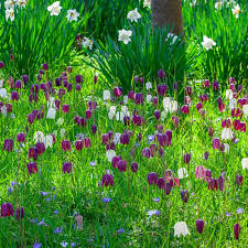 Attēlu rezultāti vaicājumam “Meleagris”