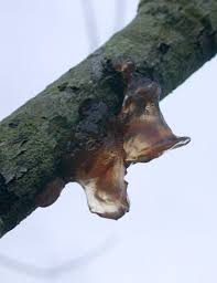 Attēlu rezultāti vaicājumam “Exidia repanda”