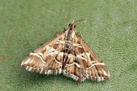 Attēlu rezultāti vaicājumam “Diasemia reticularis”