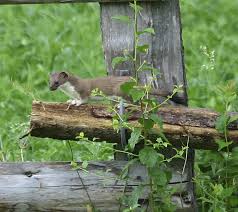 Attēlu rezultāti vaicājumam “Mustela erminea adult”