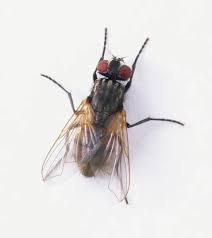 Attēlu rezultāti vaicājumam “Musca domestica”