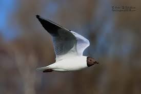 Attēlu rezultāti vaicājumam “Larus ridibundus juvenile”