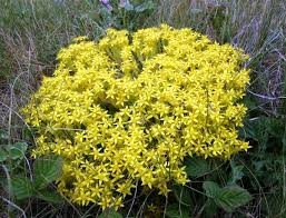 Image result for Sedum acre