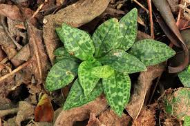 Attēlu rezultāti vaicājumam “Goodyera repens flower”