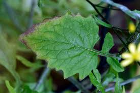 Attēlu rezultāti vaicājumam “Lapsana communis flower”