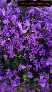 Image result for Campanula formanekiana