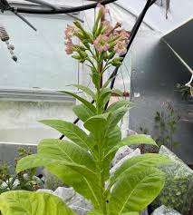 Attēlu rezultāti vaicājumam “Nicotiana tabacum fruit”