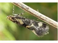 Attēlu rezultāti vaicājumam “Denisia similella”