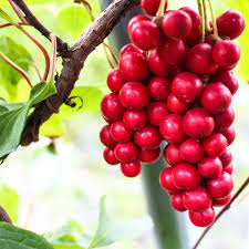 Attēlu rezultāti vaicājumam “Schisandra chinensis”