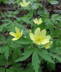 Attēlu rezultāti vaicājumam “Oenothera rubricauli”