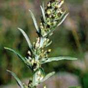 Attēlu rezultāti vaicājumam “Gnaphalium sylvaticum bud”