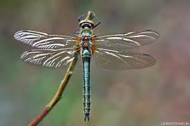 Attēlu rezultāti vaicājumam “Cordulia aenea”