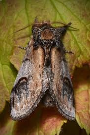 Attēlu rezultāti vaicājumam “Notodonta ziczac”