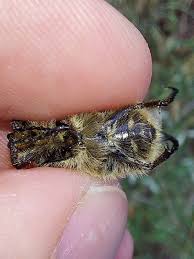 Attēlu rezultāti vaicājumam “Trichius fasciatus imago”