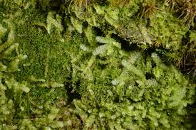 Attēlu rezultāti vaicājumam “Calypogeia neesiana”