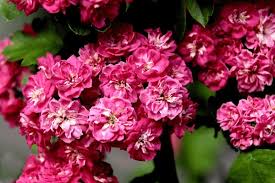 Attēlu rezultāti vaicājumam “Crataegus laevigata flower”