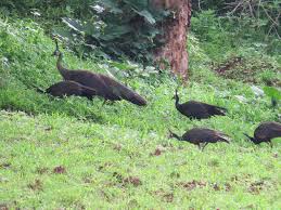 Attēlu rezultāti vaicājumam “Galliformes”