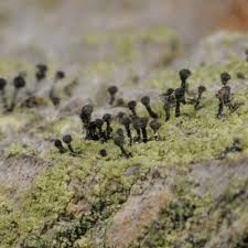 Attēlu rezultāti vaicājumam “Calicium viride”