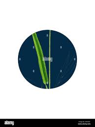 Attēlu rezultāti vaicājumam “Setaria viridis leaf”