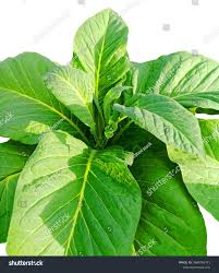 Attēlu rezultāti vaicājumam “Nicotiana tabacum leaf”