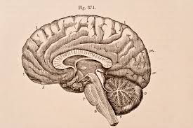 Image result for map of the brain