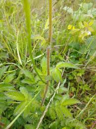 Attēlu rezultāti vaicājumam “Agrimonia eupatoria leaf”