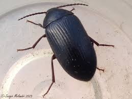 Attēlu rezultāti vaicājumam “Prionychus ater”