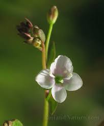 Attēlu rezultāti vaicājumam “Veronica scutellata bud”