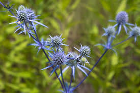 Attēlu rezultāti vaicājumam “Eryngium planum flower”