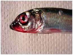 Image result for Clupea pallasii