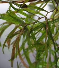 Attēlu rezultāti vaicājumam “Potamogeton rutilus”