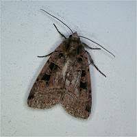 Attēlu rezultāti vaicājumam “Xestia triangulum”