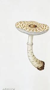 Attēlu rezultāti vaicājumam “Lepiota clypeolaria”