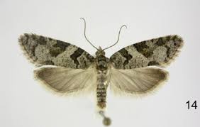 Attēlu rezultāti vaicājumam “Polypogon tentacularius male”