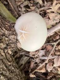 Attēlu rezultāti vaicājumam “Hypsizygus ulmarius”