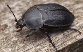 Attēlu rezultāti vaicājumam “Silpha obscura larva”