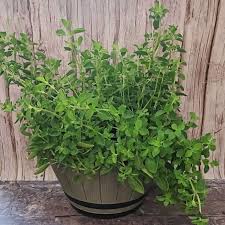Image result for Oregano