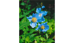 Image result for Scheinmohn