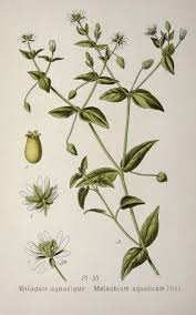 Attēlu rezultāti vaicājumam “Myosoton aquaticum”