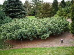 Attēlu rezultāti vaicājumam “Pinus pumila”