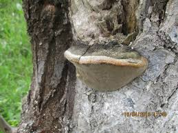 Attēlu rezultāti vaicājumam “Phellinus igniarius”