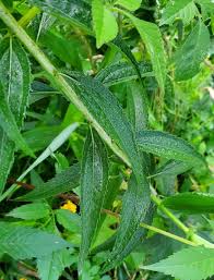 Attēlu rezultāti vaicājumam “Solidago virgaurea leaf”