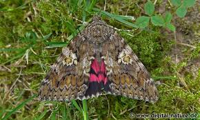 Attēlu rezultāti vaicājumam “Catocala sponsa”