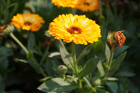 Attēlu rezultāti vaicājumam “Calendula officinalis flower”