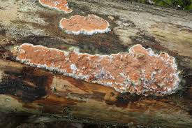 Attēlu rezultāti vaicājumam “Gloeoporus taxicola”